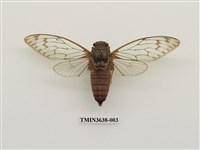 藏品(臺灣騷蟬)的圖片